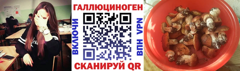 Псилоцибиновые грибы Psilocybe  Купить где  Карачаевск 